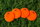Powershot Markierungsscheiben 4er Set orange